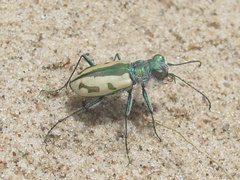 Cicindela limbata limbata