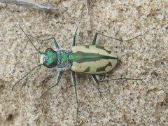 Cicindela limbata limbata