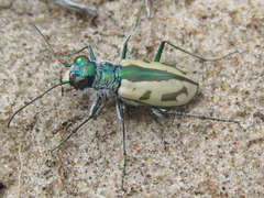 Cicindela limbata limbata