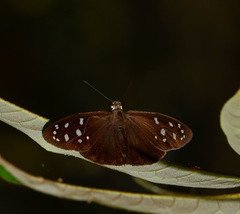 Hyalothyrus infernalis