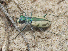 Cicindela limbata limbata