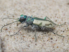 Cicindela limbata limbata