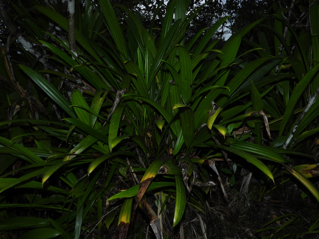 Stelestylis
