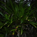 Stelestylis surinamensis - Photo (c) Sébastien SANT, some rights reserved (CC BY-NC), uploaded by Sébastien SANT