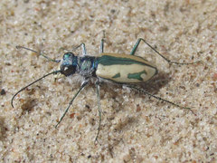 Cicindela limbata limbata