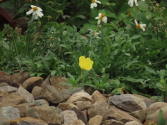 Oenothera laciniata