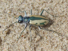 Cicindela limbata limbata