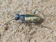 Cicindela limbata limbata