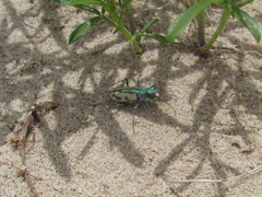 Cicindela limbata limbata