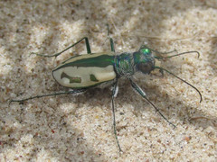 Cicindela limbata limbata