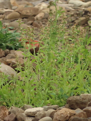 Gamochaeta pensylvanica