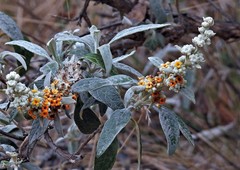 Buddleja tucumanensis