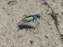 Cicindela limbata limbata