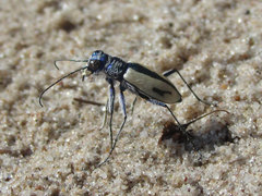 Cicindela limbata limbata
