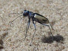 Cicindela limbata limbata