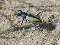 Cicindela limbata limbata