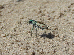 Cicindela limbata limbata