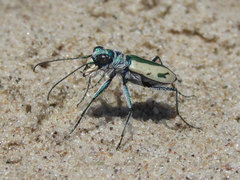 Cicindela limbata limbata