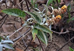 Buddleja tucumanensis