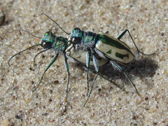 Cicindela limbata limbata