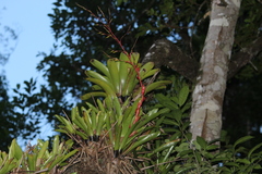 Vriesea vagans