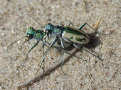 Cicindela limbata limbata