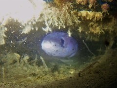 Conger wilsoni