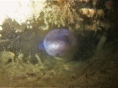 Conger wilsoni