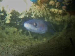 Conger wilsoni