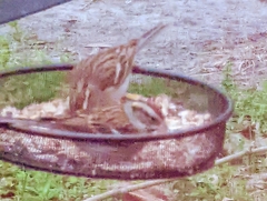 Spizella passerina image