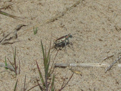 Cicindela limbata limbata
