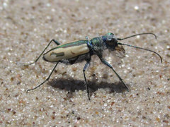 Cicindela limbata limbata