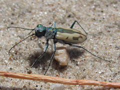 Cicindela limbata limbata