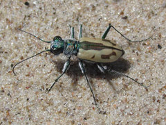 Cicindela limbata limbata