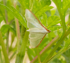 Palpita nigropunctalis