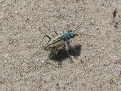 Cicindela limbata limbata