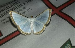 Leuciris