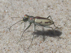 Cicindela limbata limbata