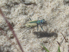 Cicindela limbata limbata