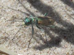 Cicindela limbata limbata