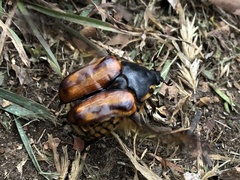 Chondropyga dorsalis