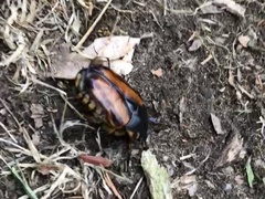 Chondropyga dorsalis