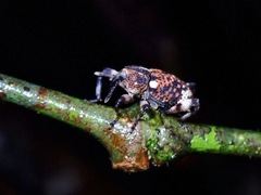 Mechistocerus