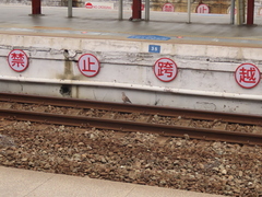 Streptopelia orientalis orii