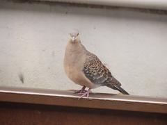 Streptopelia orientalis orii