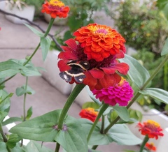 Parcella amarynthina