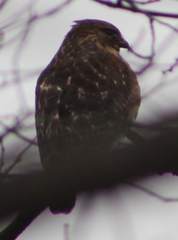 Buteo lineatus
