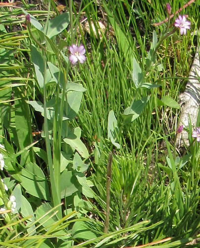Glaucus willowherb (Epilobium glaberrimum)