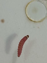 Citripestis sagittiferella