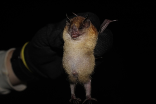 Tilda's Yellow-shouldered Bat